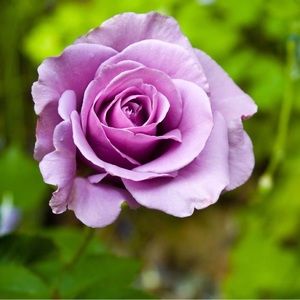 Meet your Posher, Joanna marie